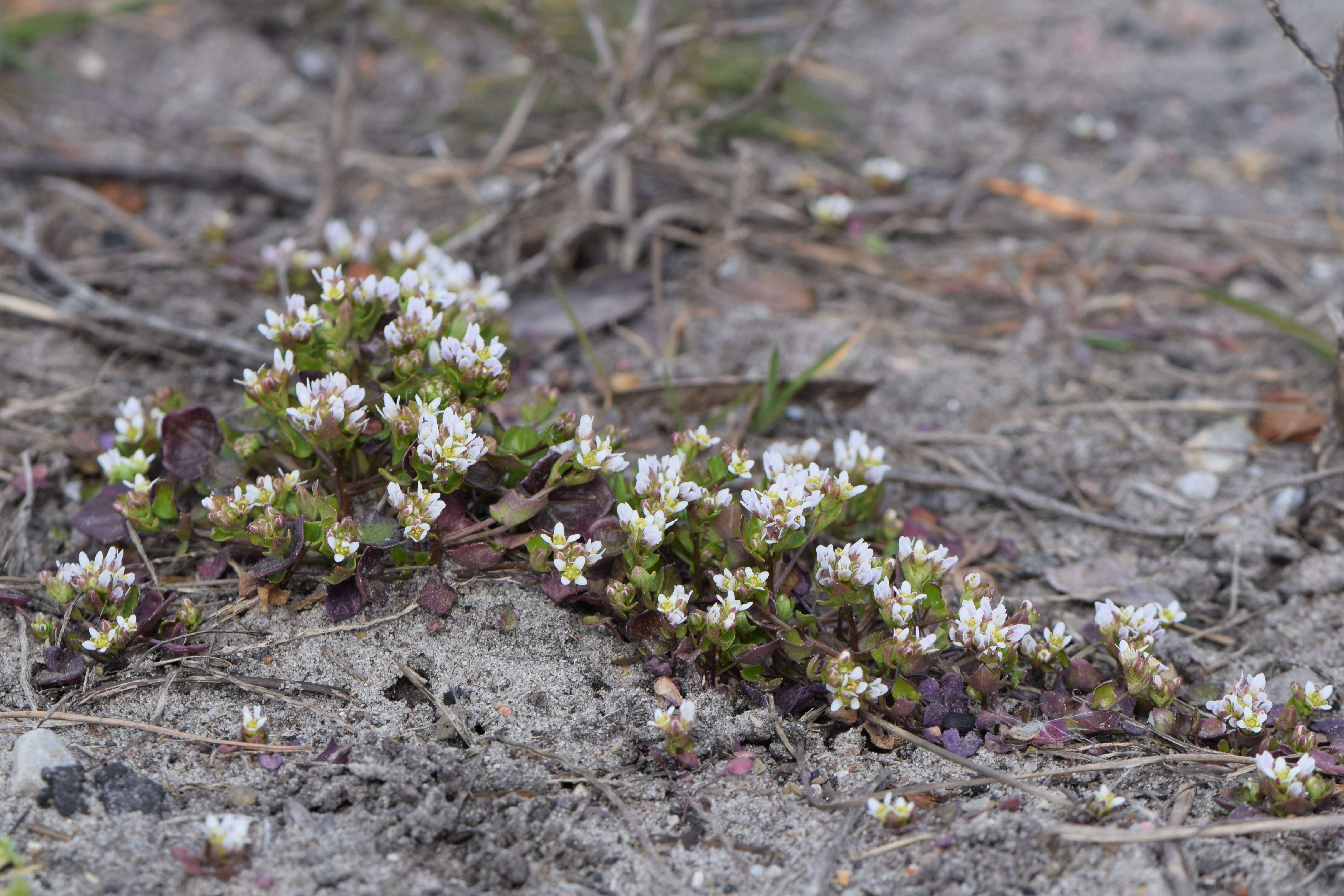 Image of early scurvygrass