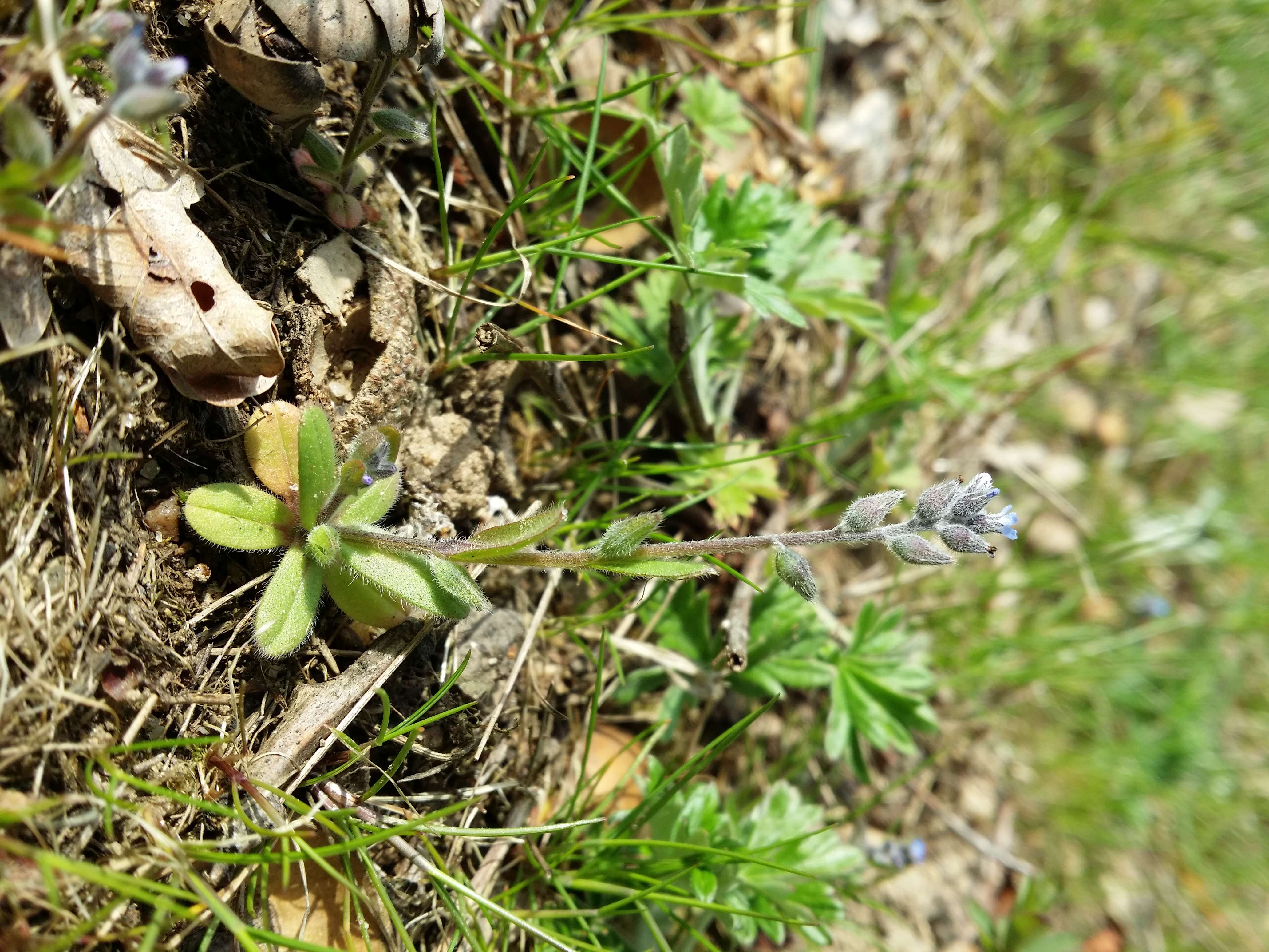 Image of strict forget-me-not