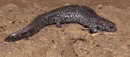 Image of Smallmouth Salamander