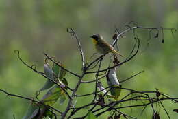 Geothlypis trichas (Linnaeus 1766) resmi