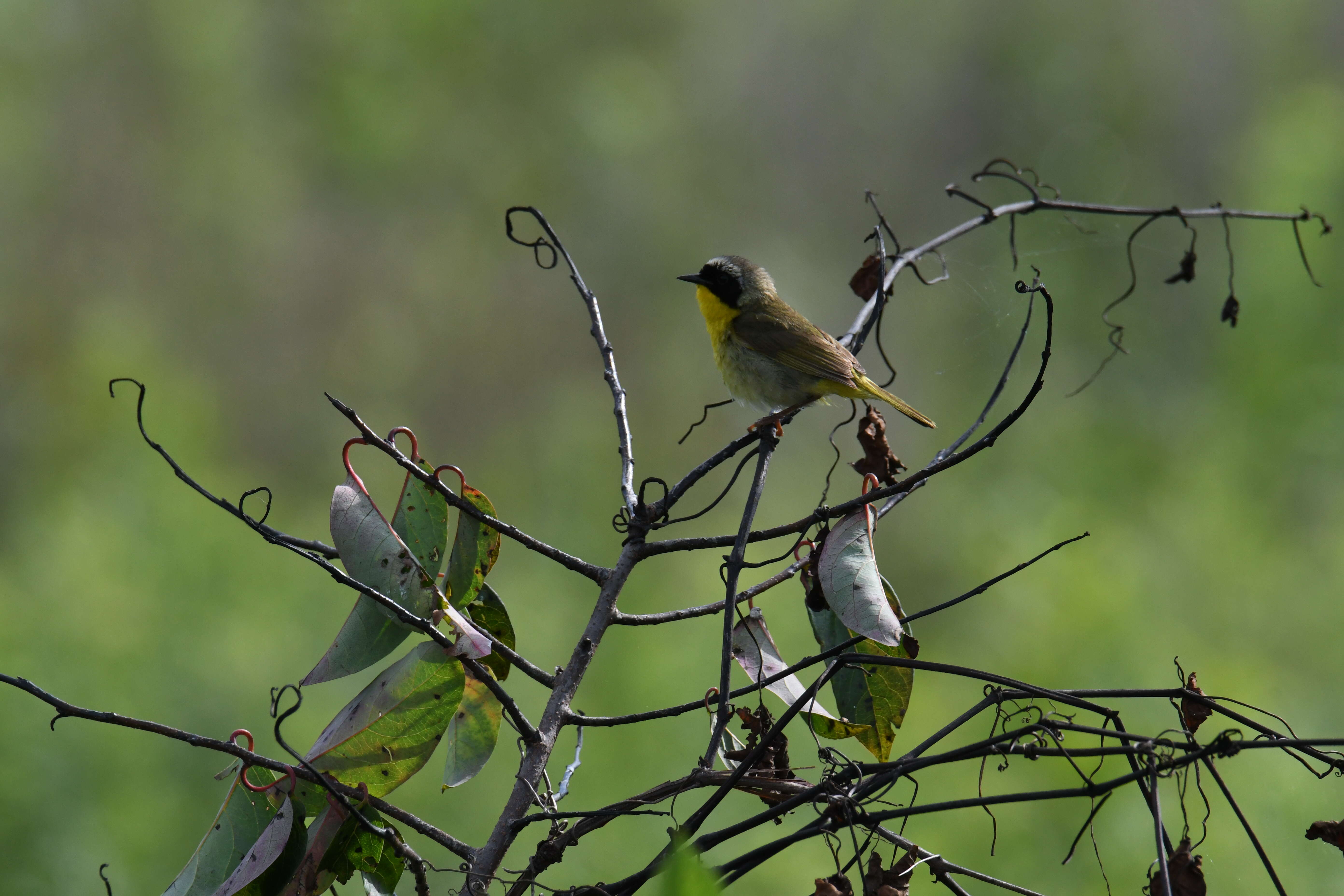 Geothlypis trichas (Linnaeus 1766) resmi