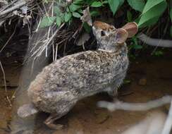 Image of Swamp Rabbit