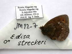 صورة Erebia disa Thunberg 1791