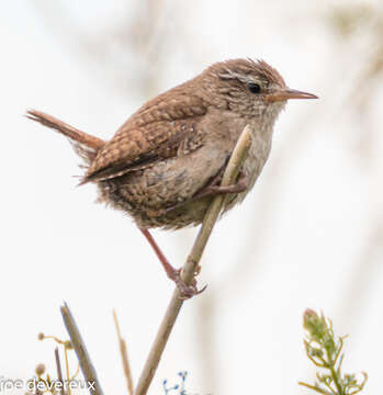 Image of Eurasian Wren