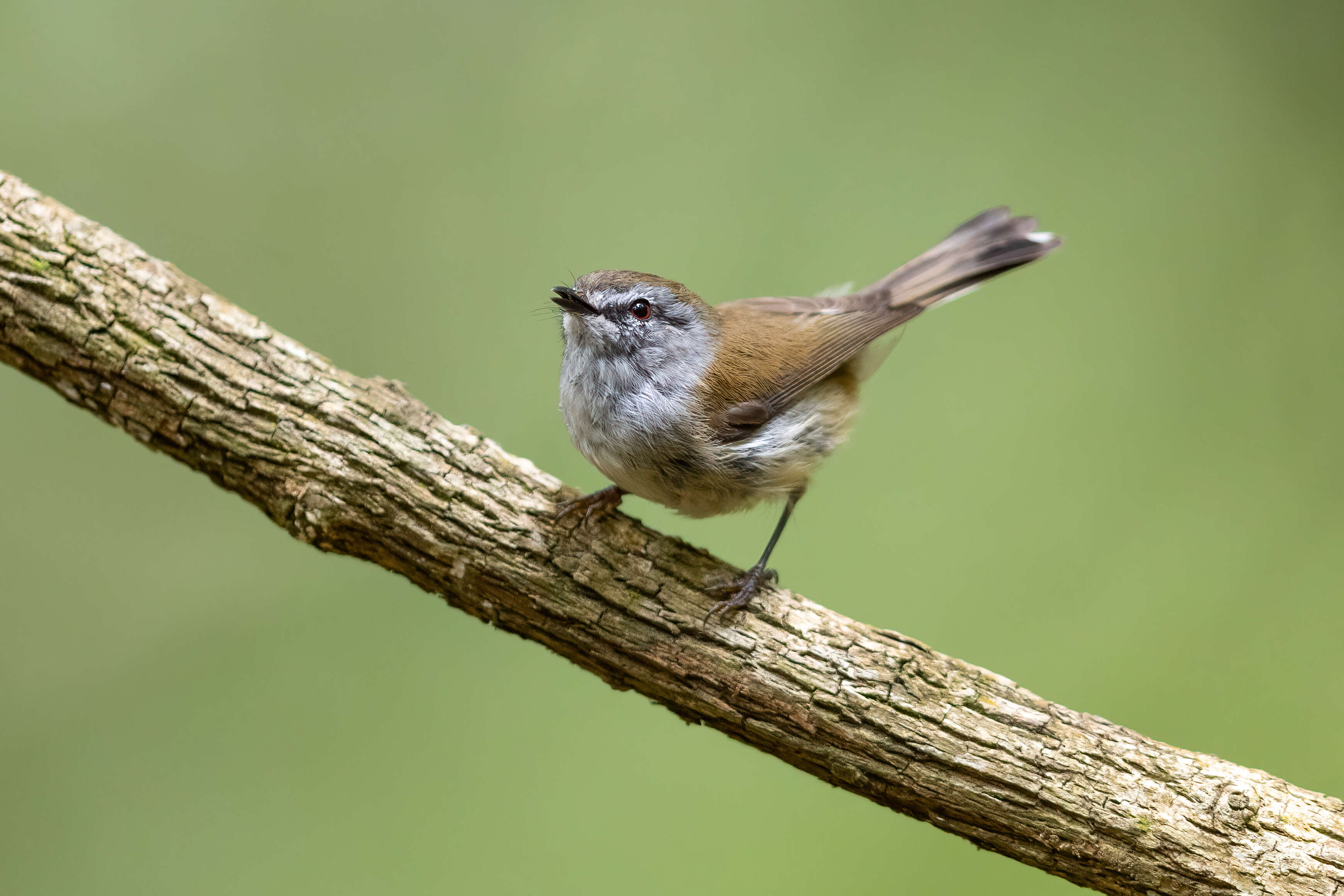 Image of Brown Gerygone