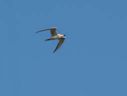 Image of Gull-billed Terns