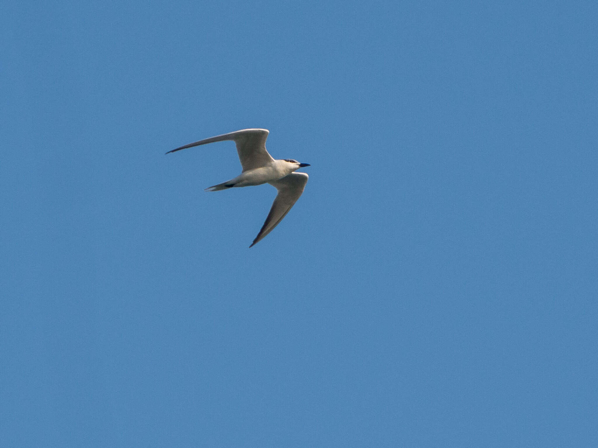 Image of Gull-billed Terns