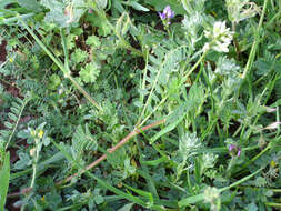 Image of Yellow Milk-vetch