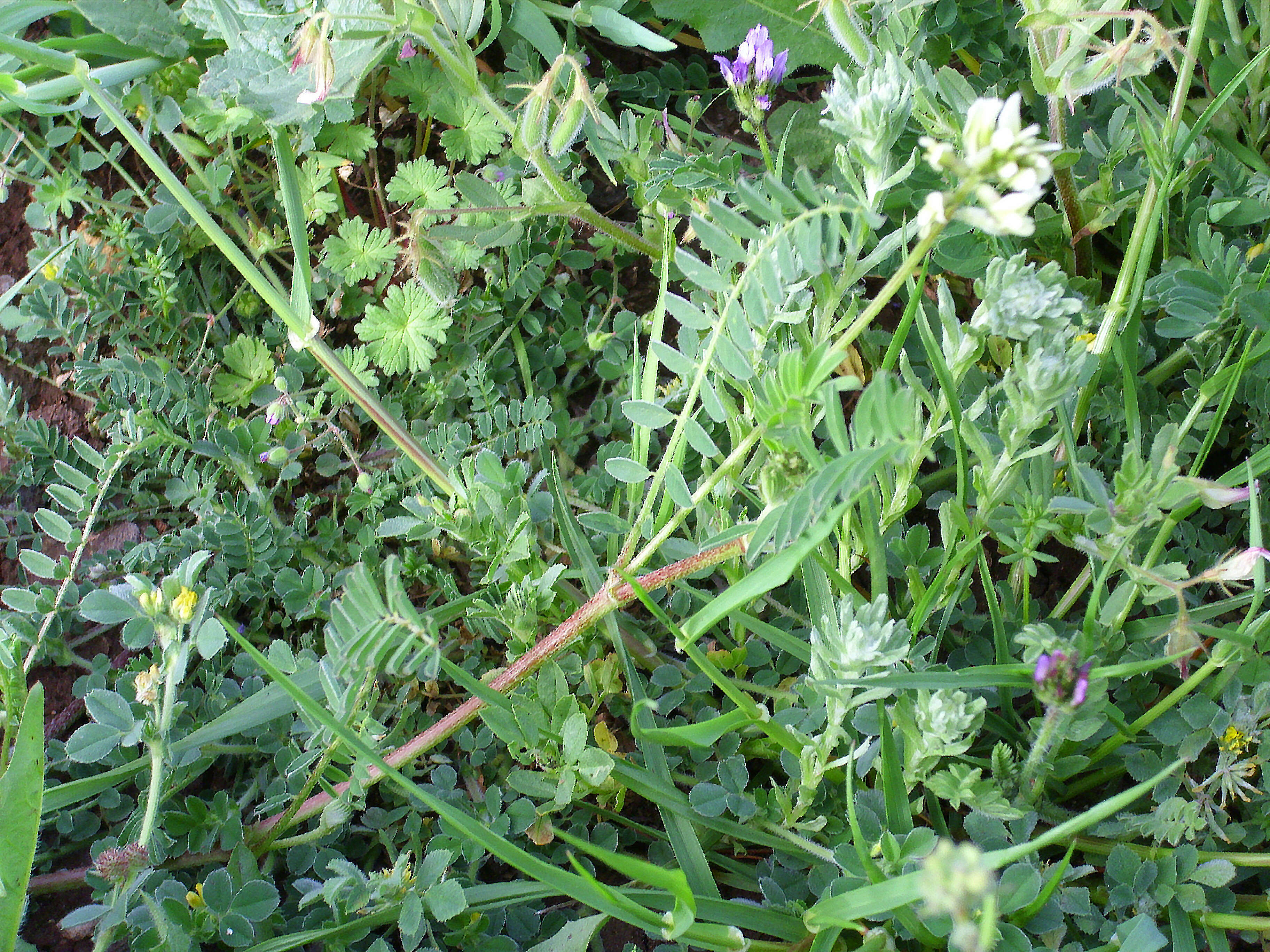 Image of Yellow Milk-vetch