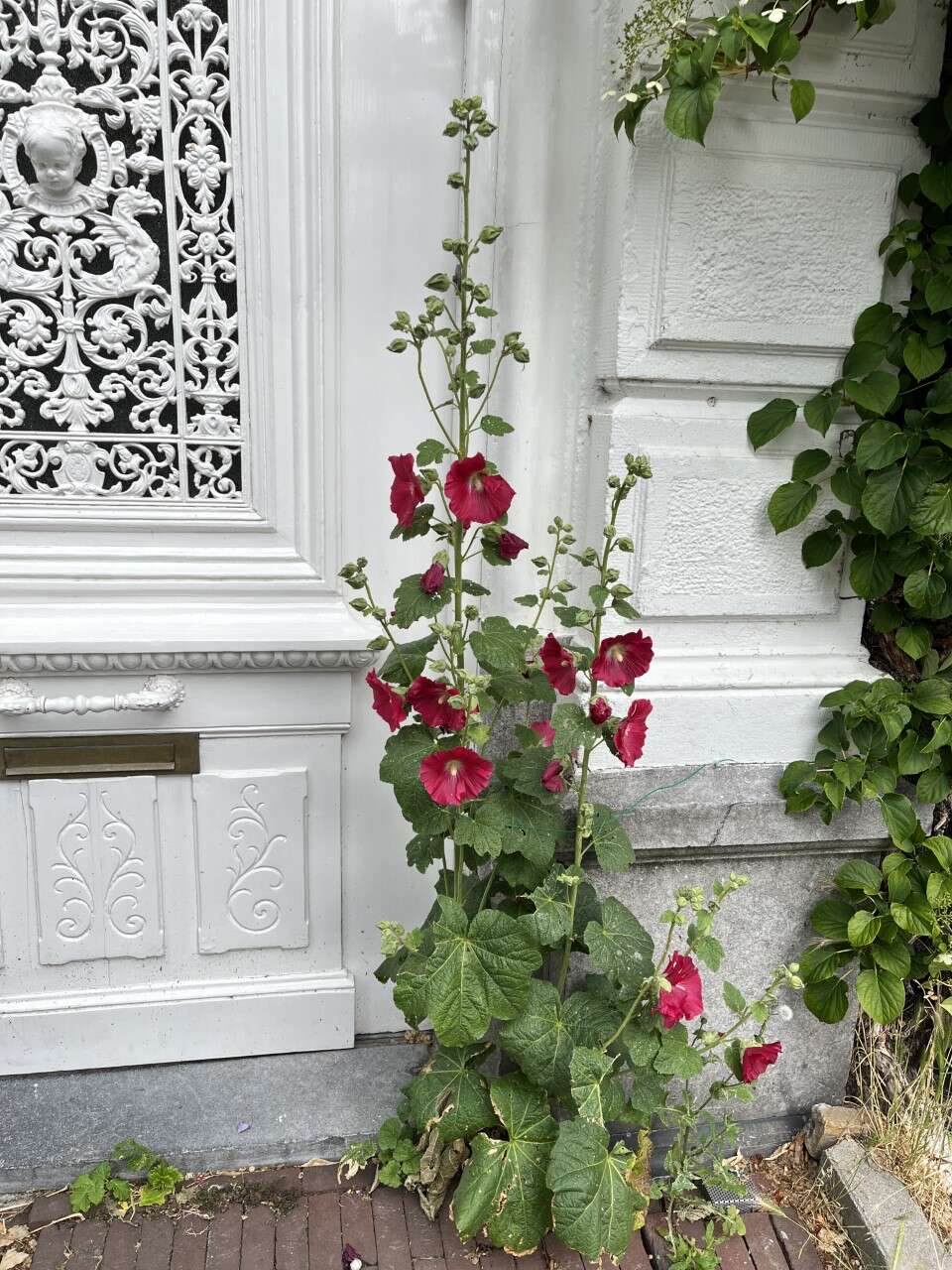 Image of hollyhock