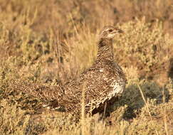 Image of Gunnison sage-grouse; greater sage-grouse