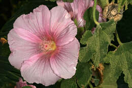 Image of hollyhock