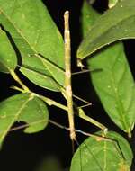 Image of Phasmatodea