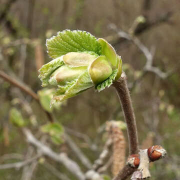 Imagem de Corylus maxima Mill.