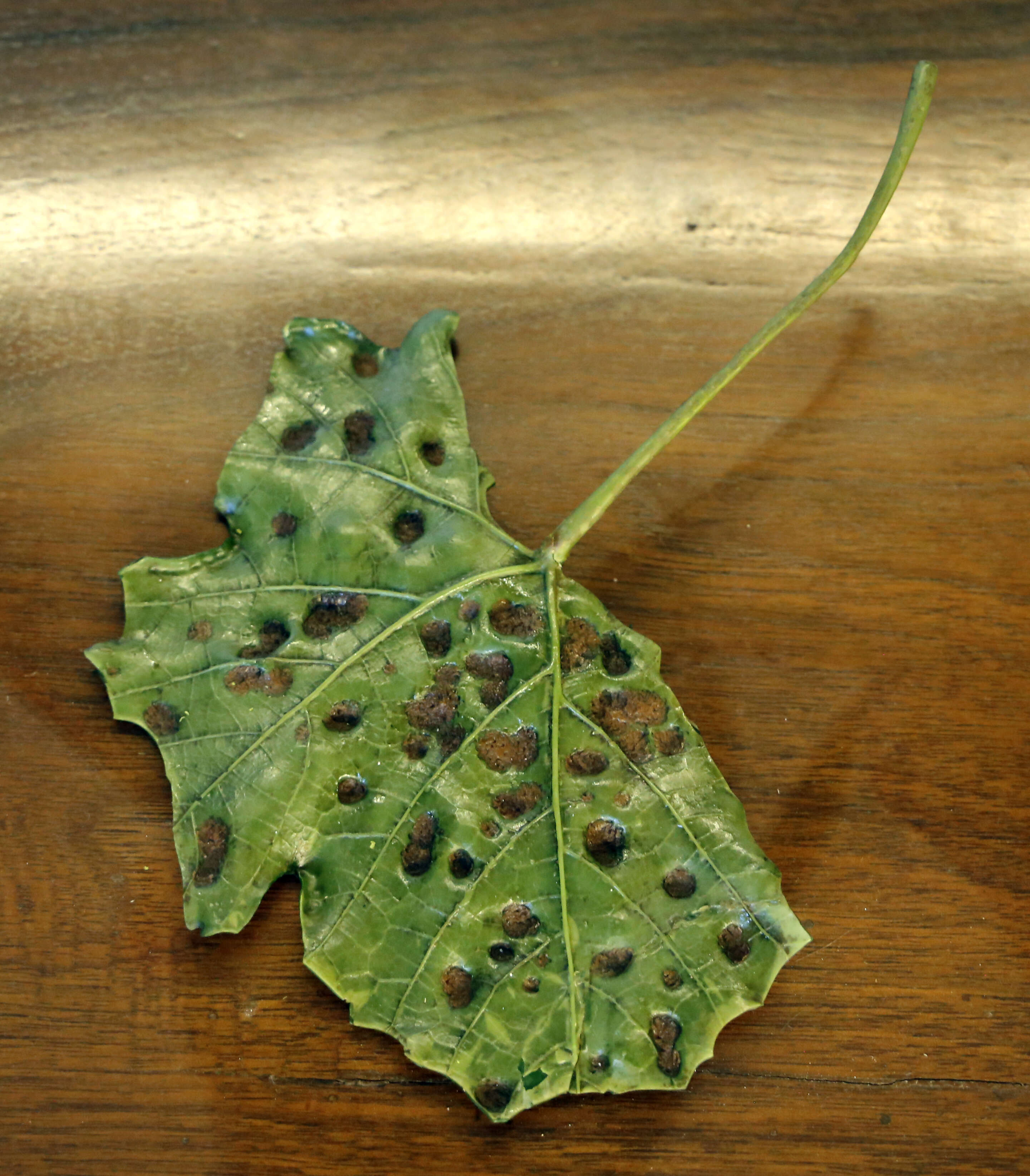 Image of field pumpkin