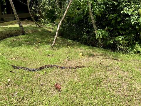 Image of Central American Boa