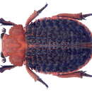 Image of Omorgus (Omorgus) baccatus (Gerstaecker 1867)