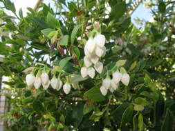 Image of Vaccinium boninense Nakai