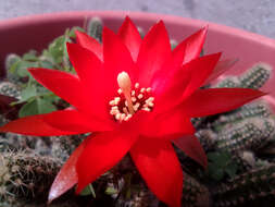 Echinopsis tubiflora resmi