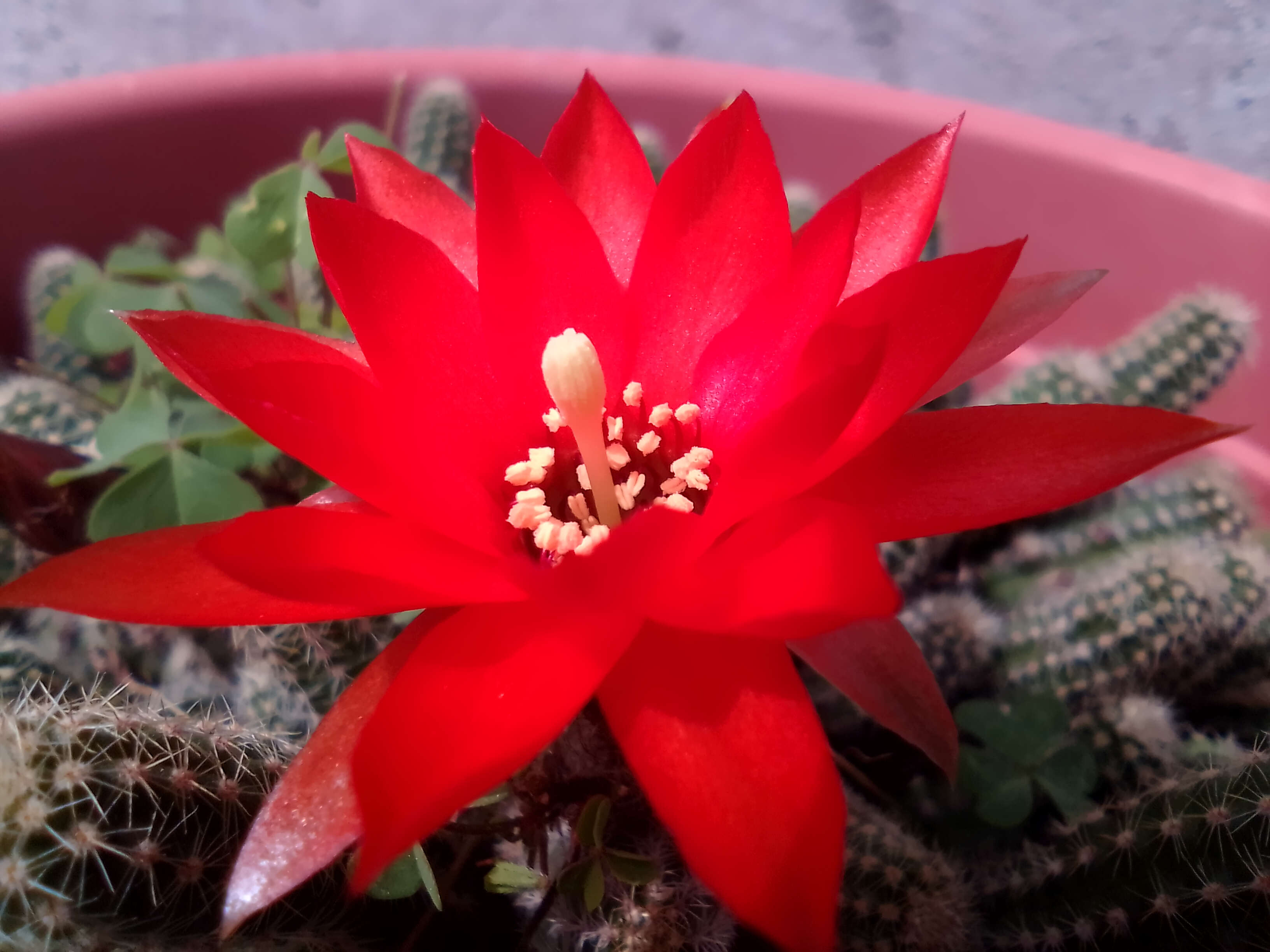 Echinopsis tubiflora resmi