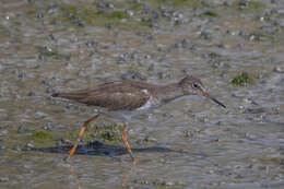 Image of Common Redshank