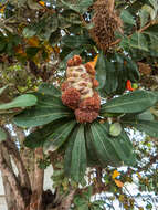 Imagem de Banksia integrifolia L. fil.