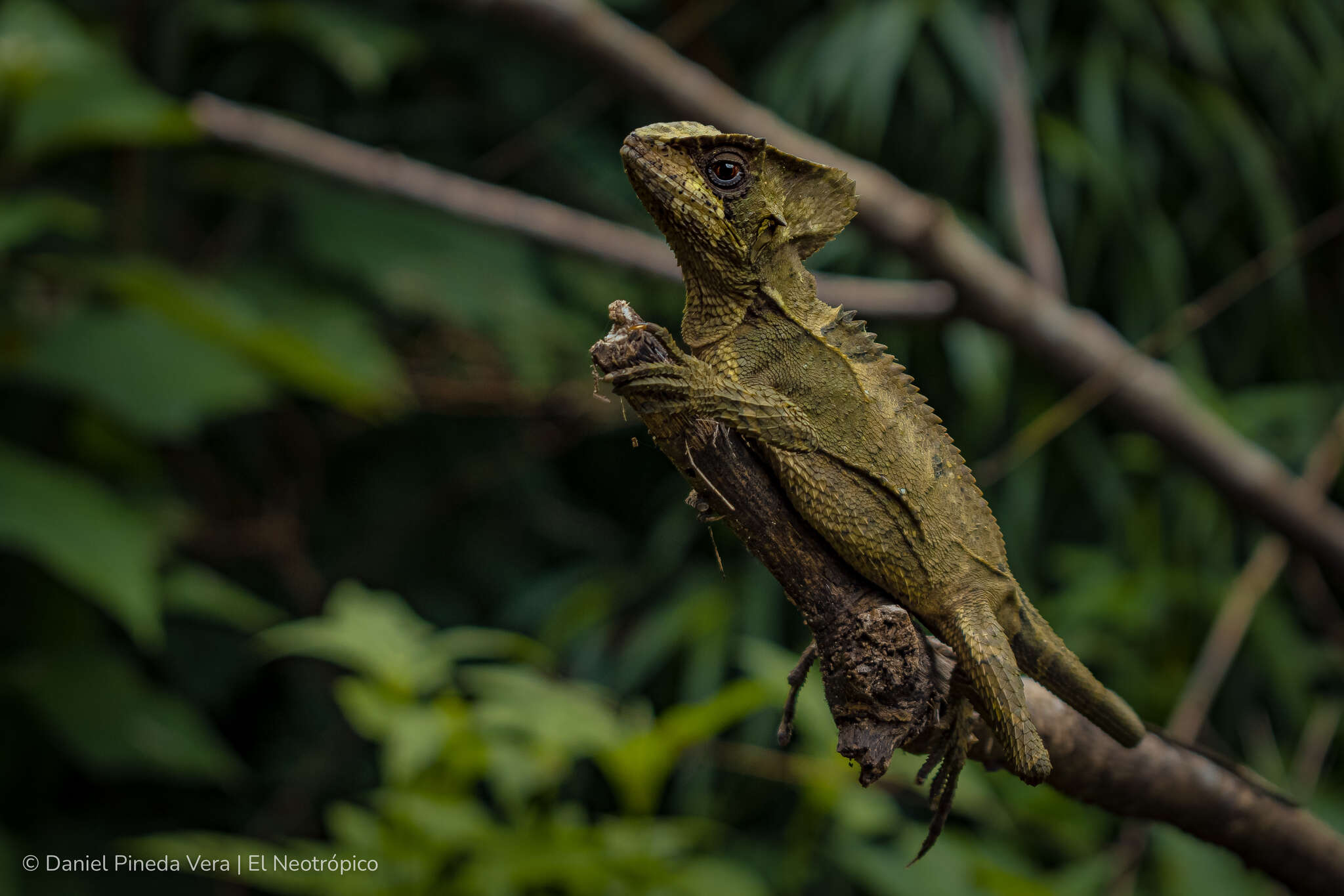 Image of Hernandez's helmeted iguana