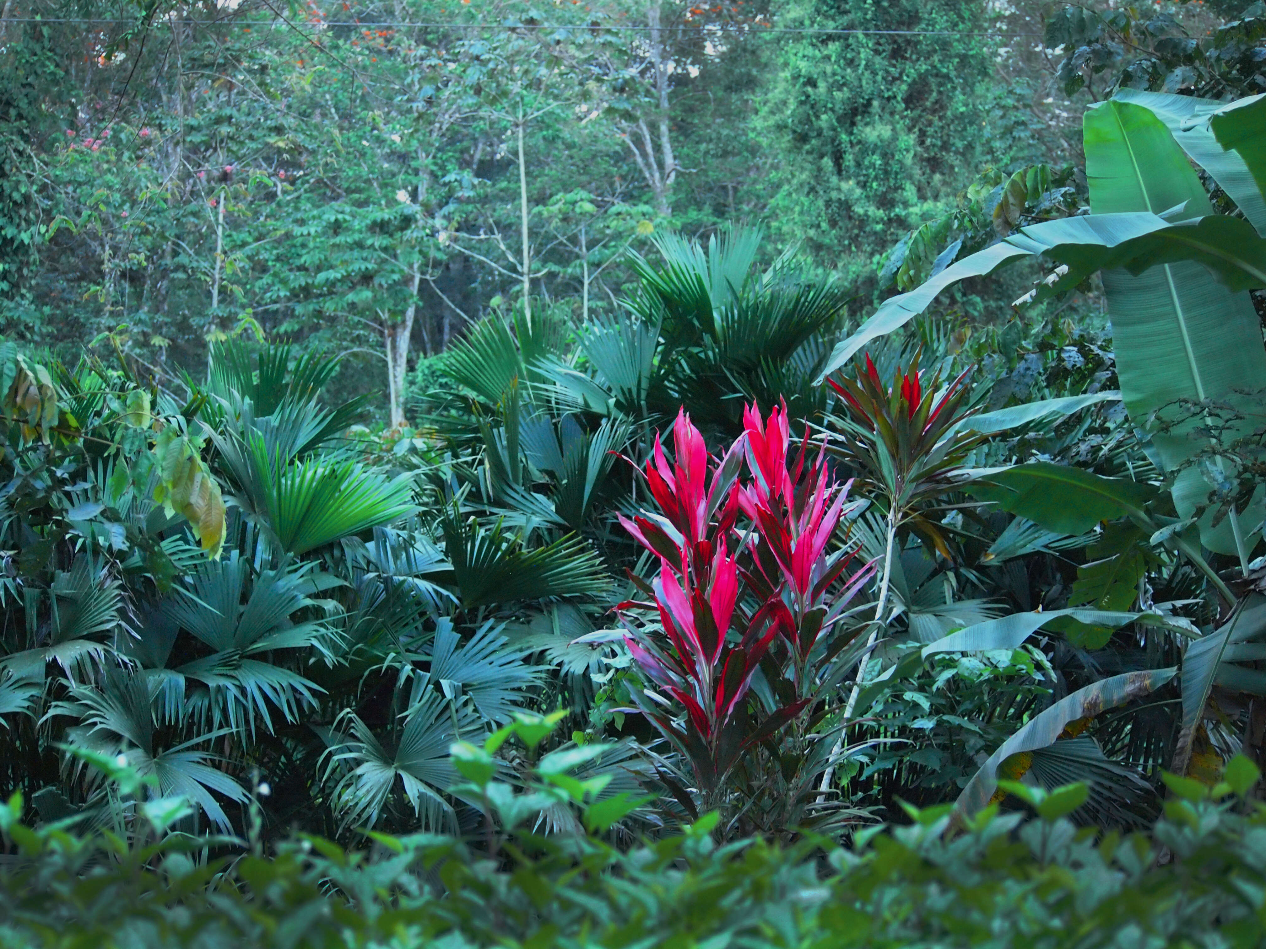 Imagem de Cordyline fruticosa (L.) A. Chev.