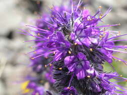 Image of silky phacelia