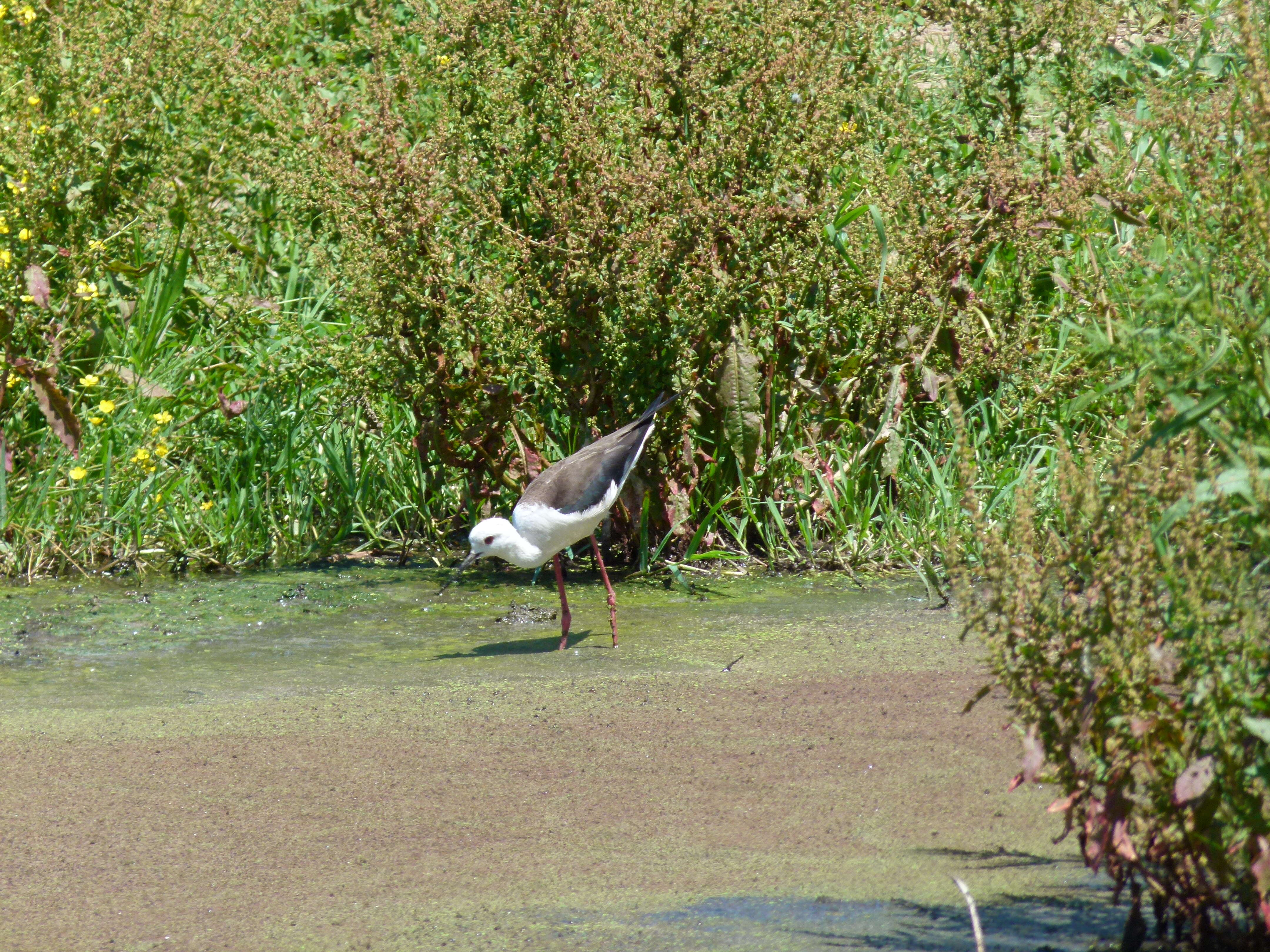 Image of Black-winged Stilt