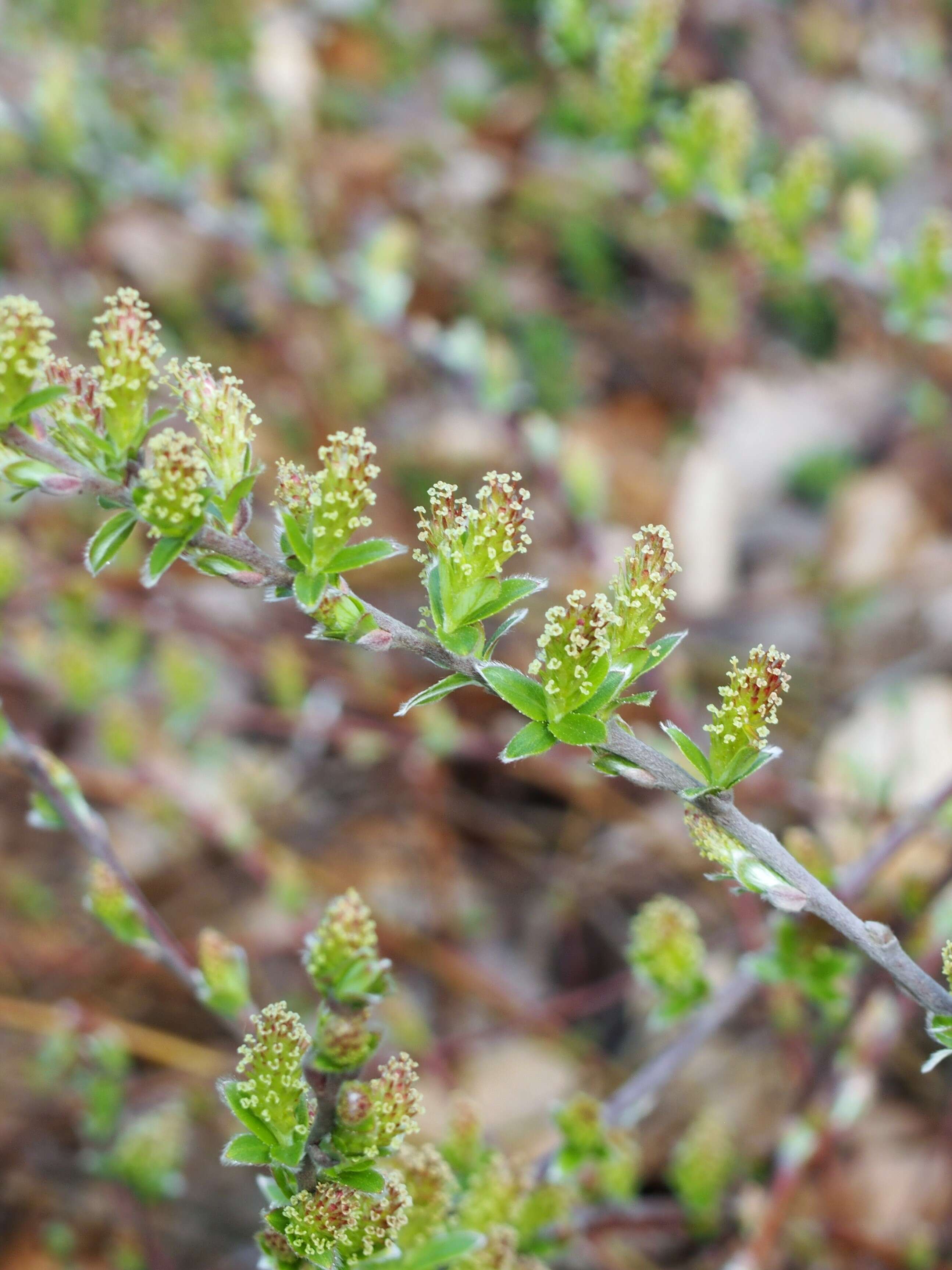 Image of Salix alpina Scop.