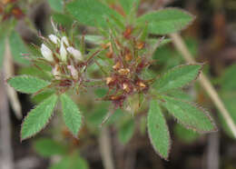 Plancia ëd Trifolium scabrum L.