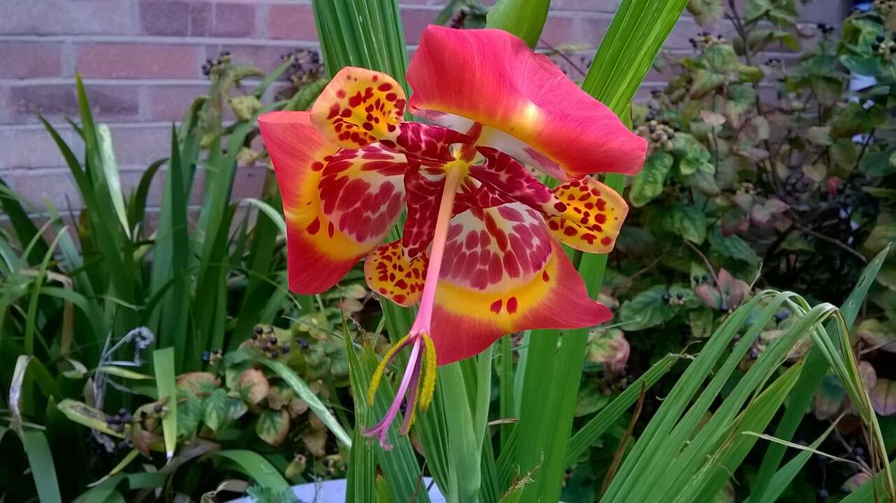 Image of Mexican Shellflower