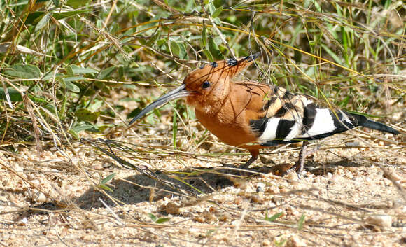 Image of African Hoopoe