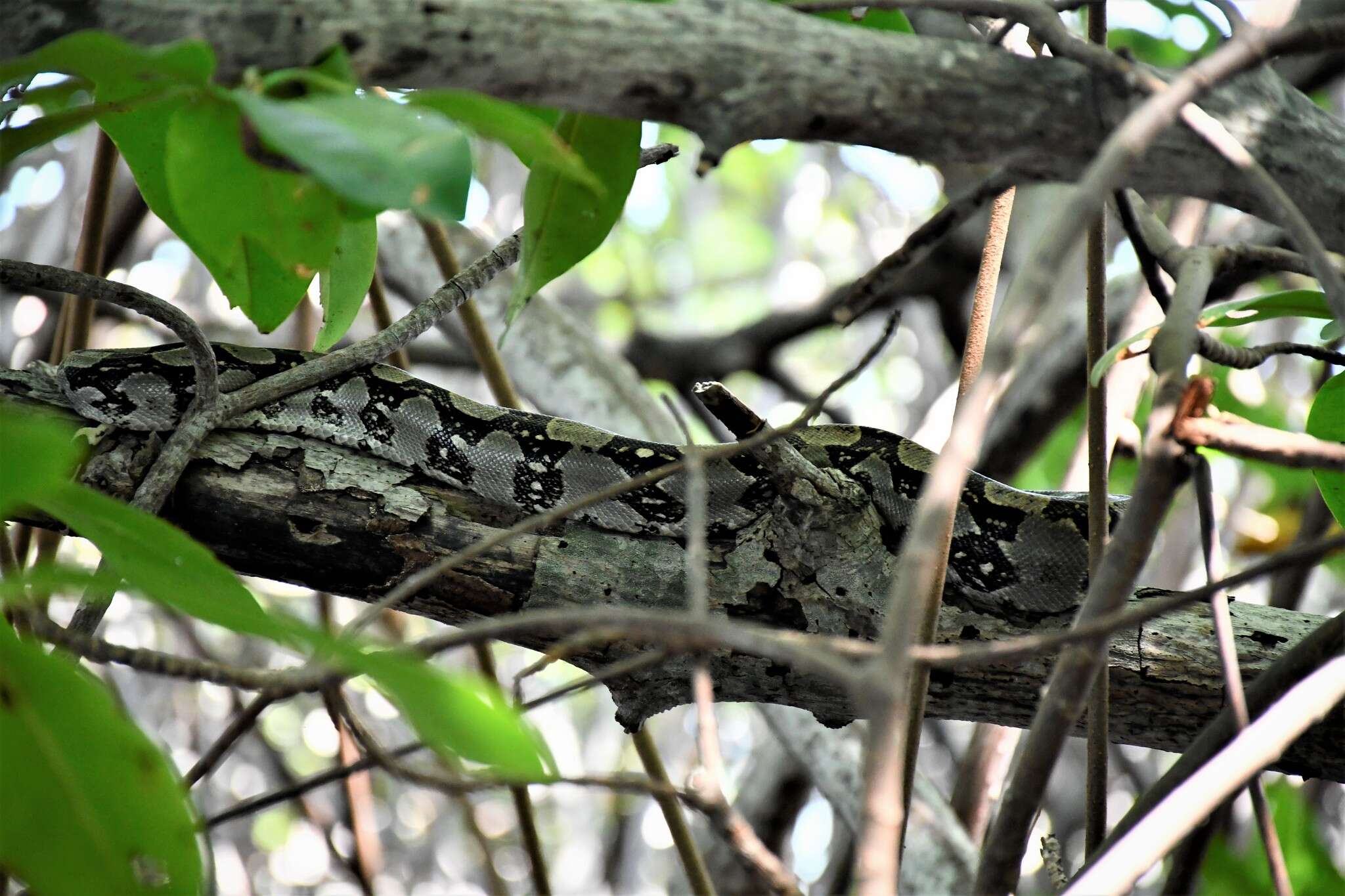 Image of Arabesque Boa