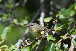 Image of American Redstart