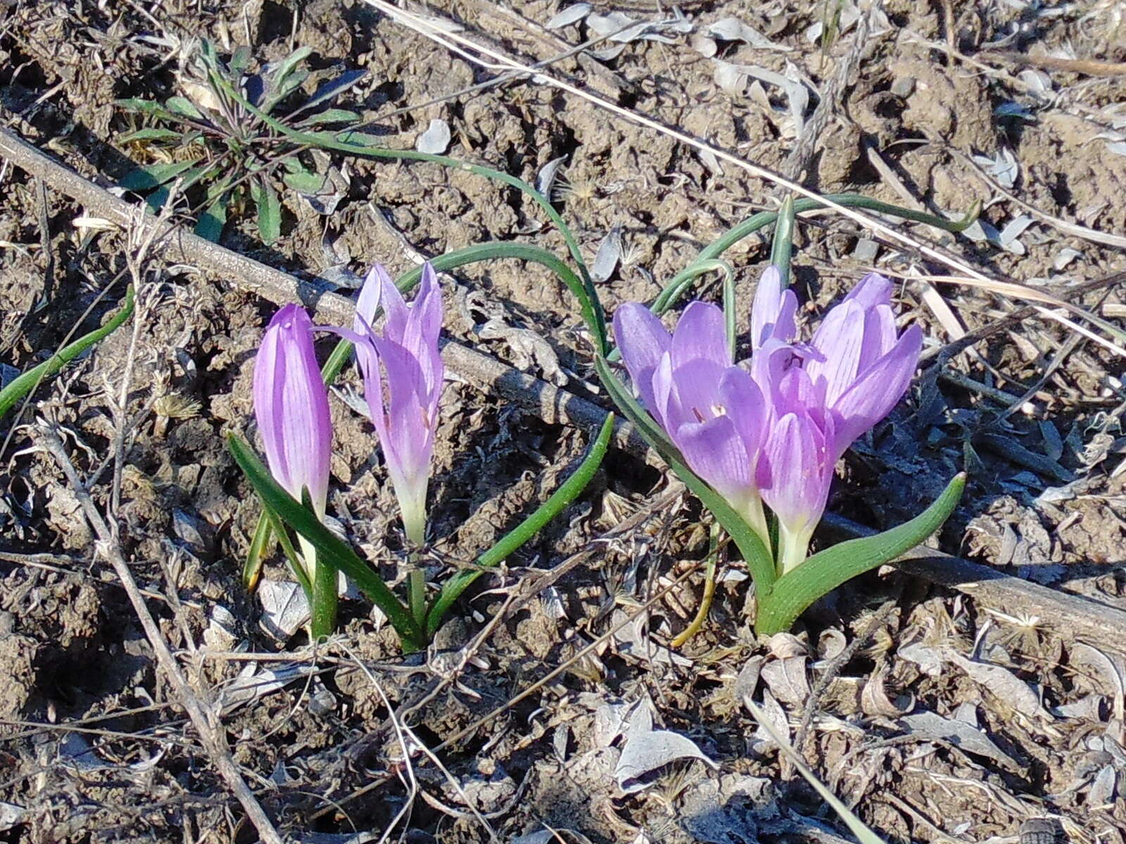 Image of Colchicum bulbocodium Ker Gawl.