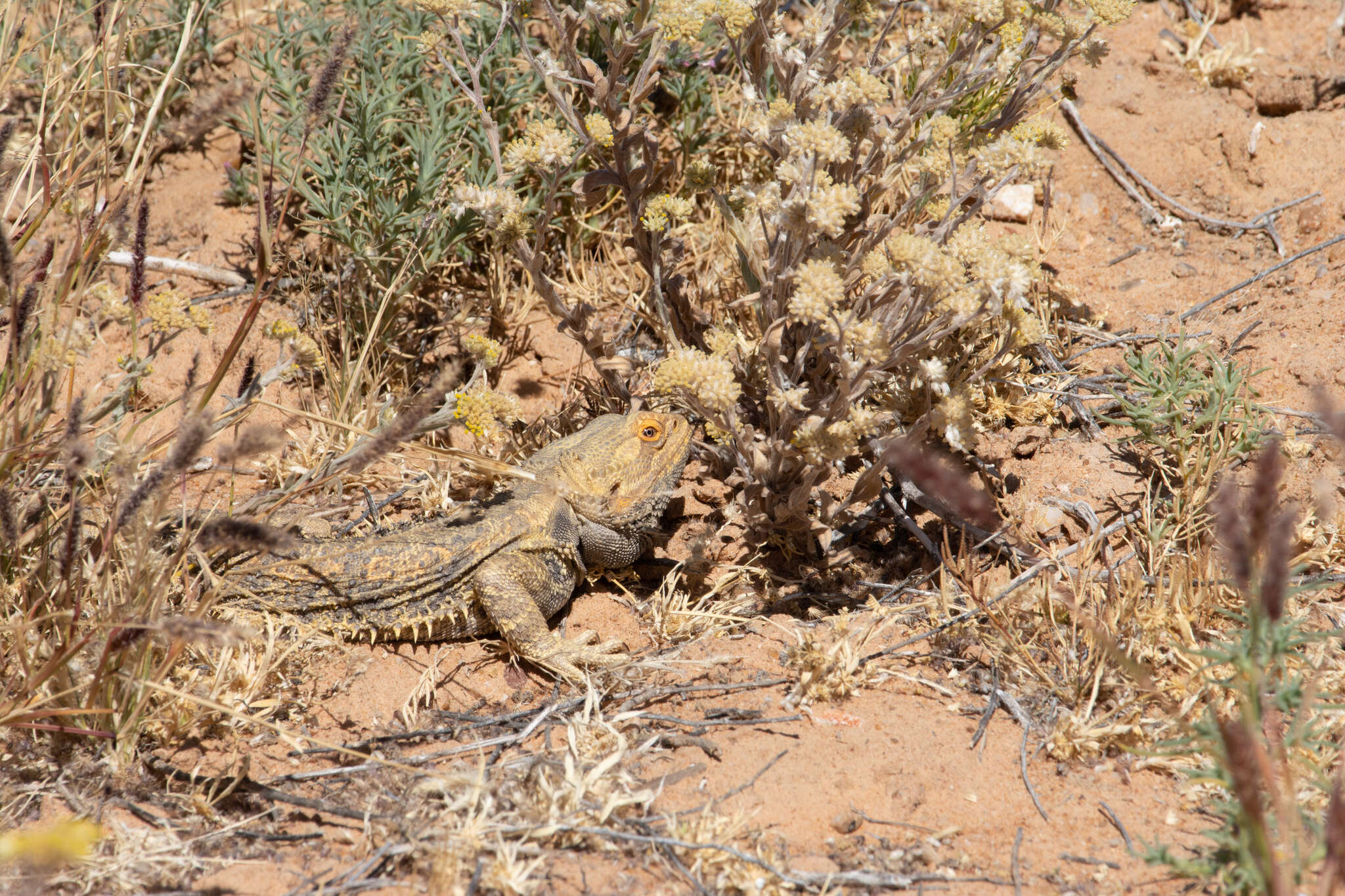 Plancia ëd Pogona vitticeps (Ahl 1926)