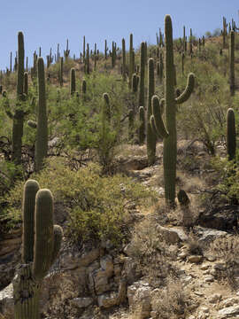 Image of saguaro