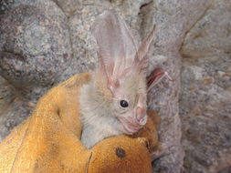 Image of African False Vampire Bat