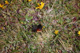 Image of Bombus coccineus Friese 1903