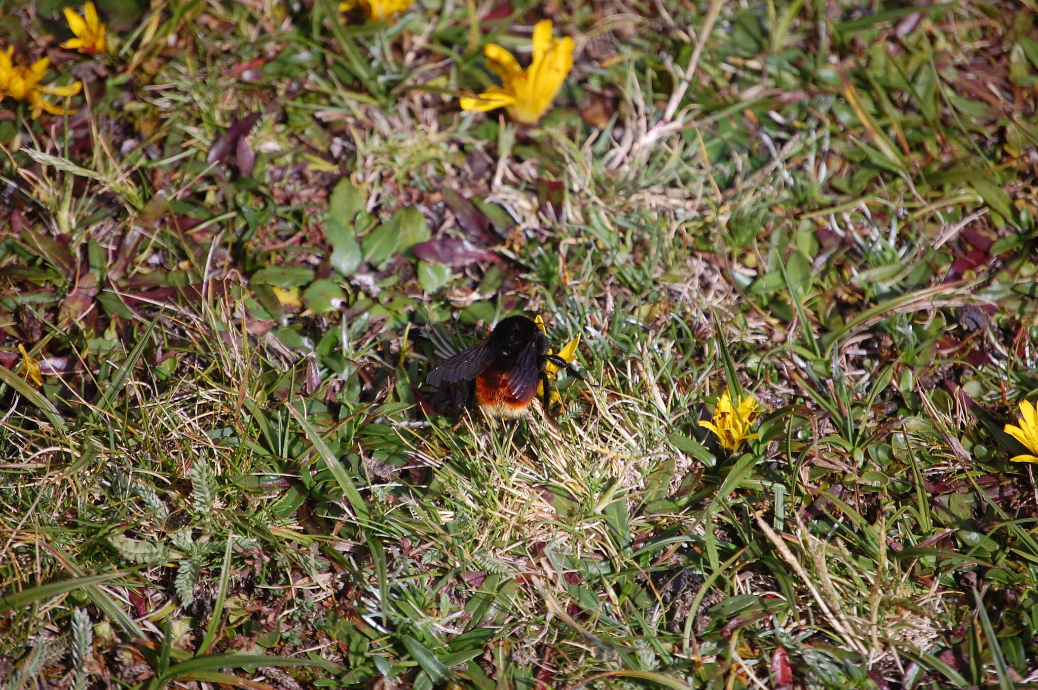 Image of Bombus coccineus Friese 1903