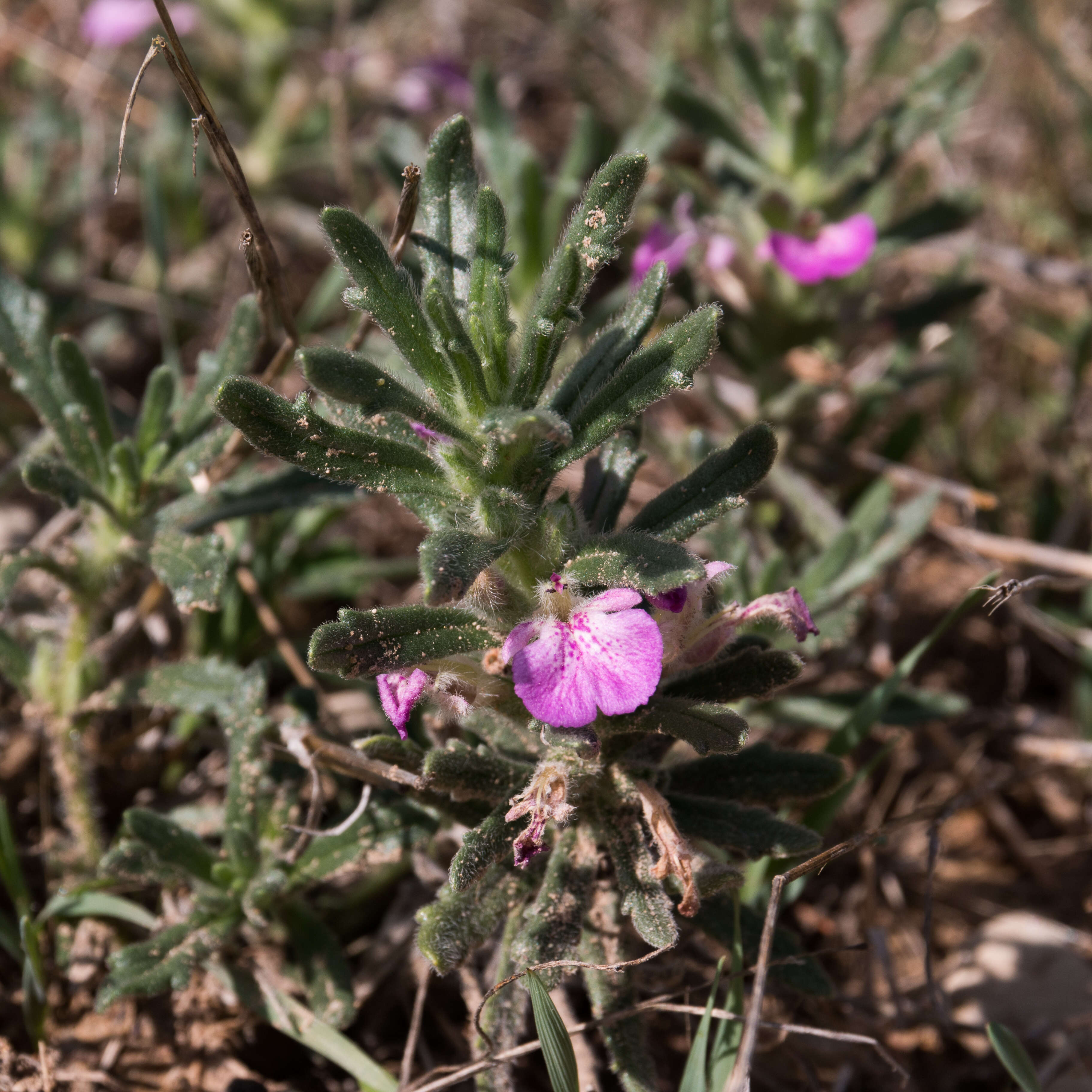 Image of Southern Bugle