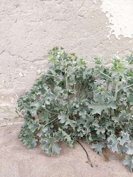 Image of sea-holly