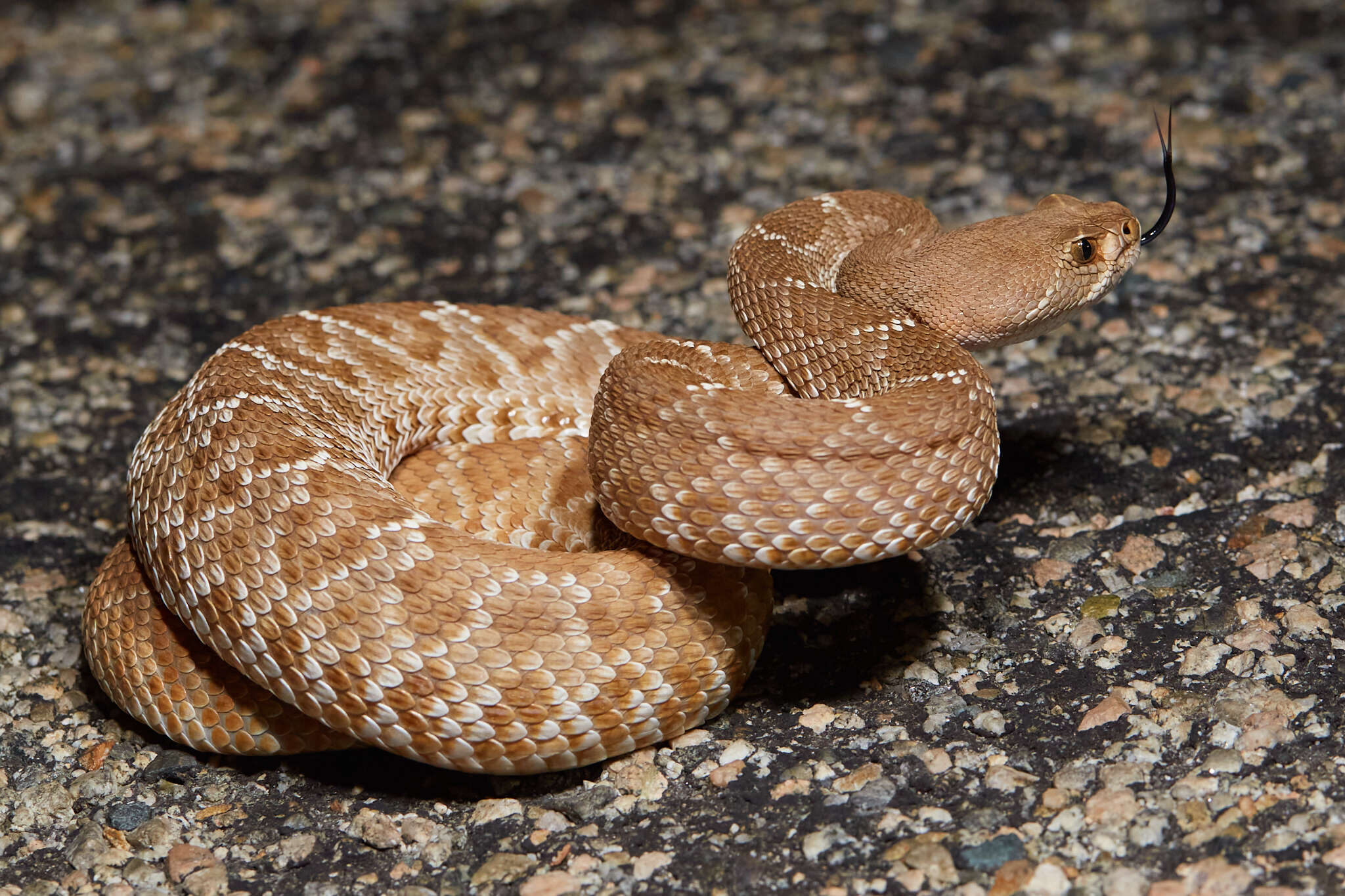 Image of Red Diamond Rattlesnake