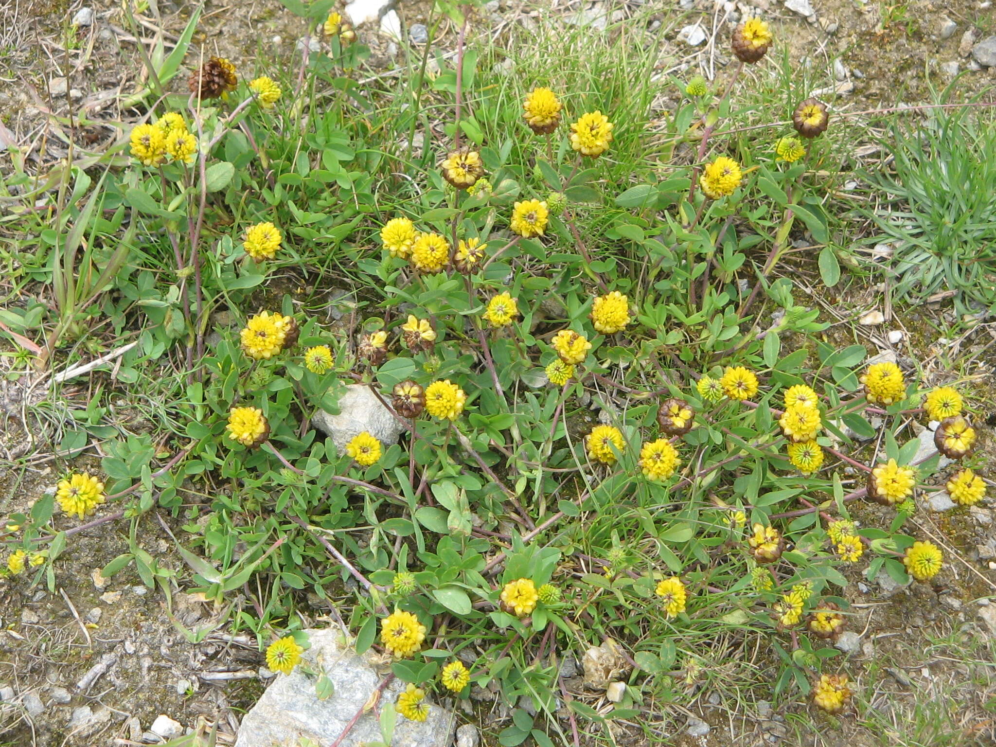 Image of brown clover