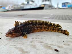 Image of Striped Kelpfish