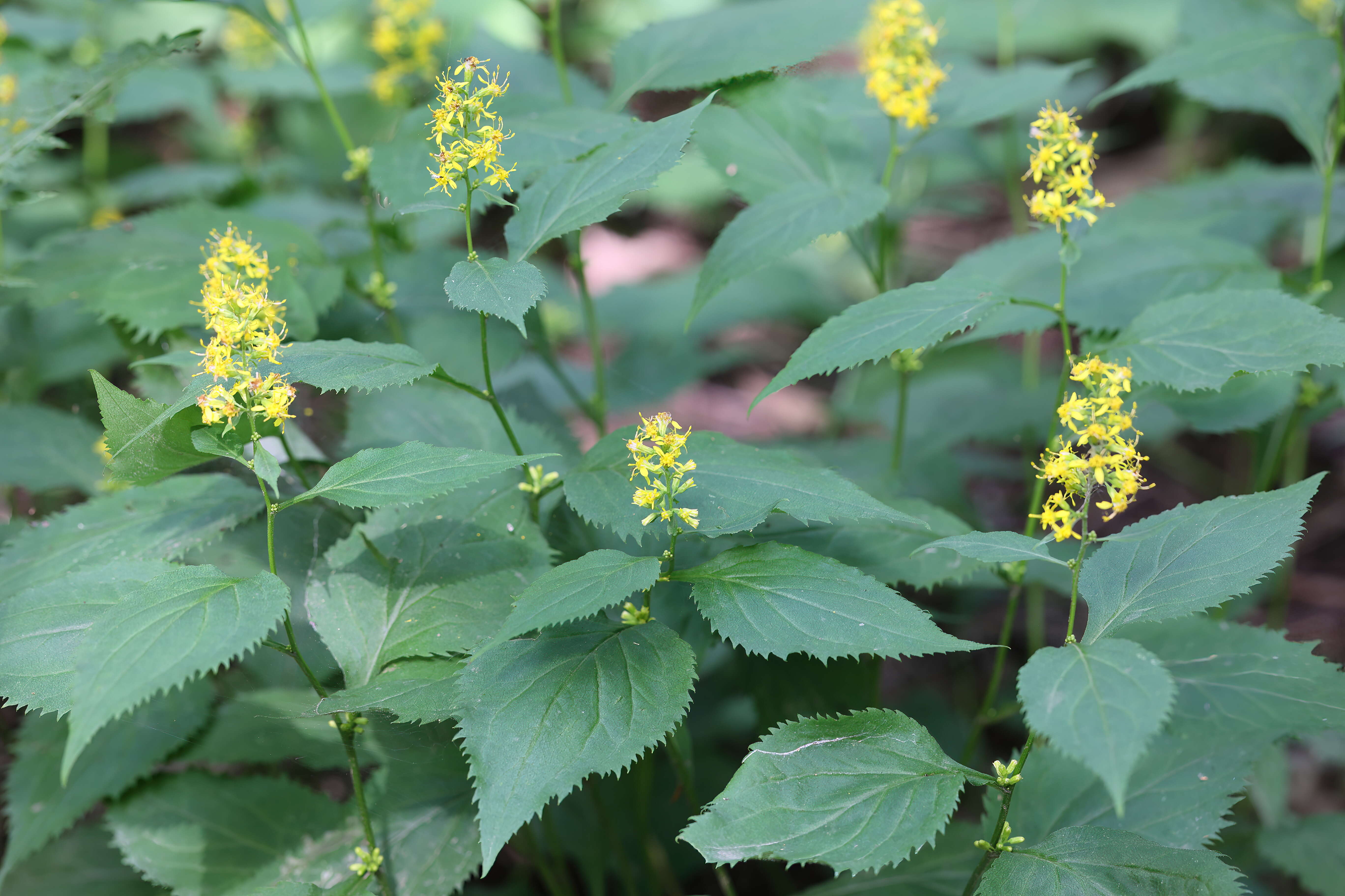 Image of Broad-leaved goldenrod