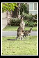 Image of kangaroo