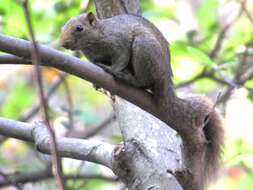 Image of Pallas's Squirrel